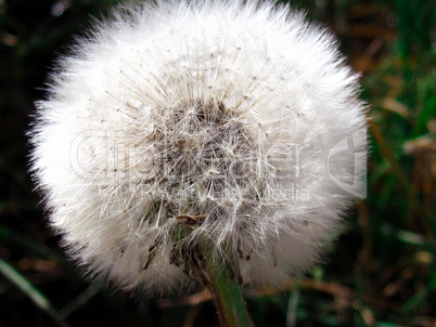 Pusteblume with delicate seed-buds