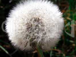 Pusteblume with delicate seed-buds