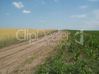 Field outside the city, agriculture plants