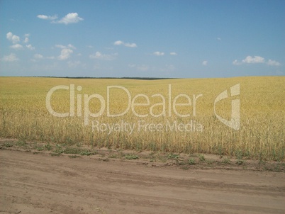 Field outside the city, agriculture plants