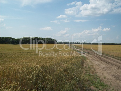 Field outside the city, agriculture plants