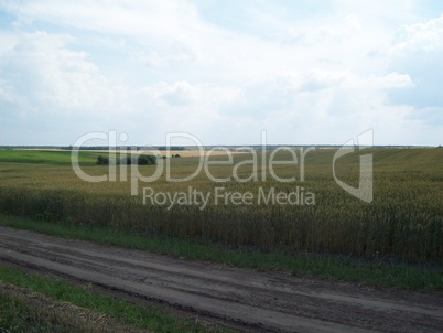 Field outside the city, agriculture plants