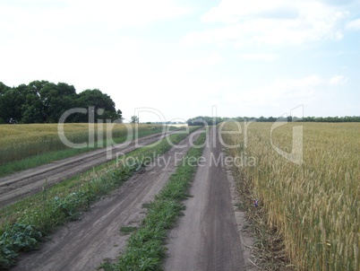 Field outside the city, agriculture plants