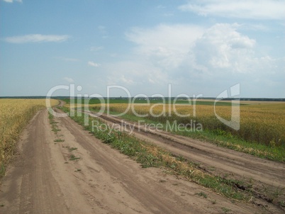 Field outside the city, agriculture plants