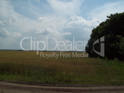 Field outside the city, agriculture plants