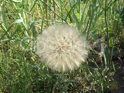 Field outside the city, agriculture plants