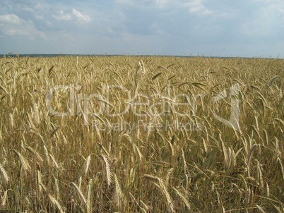 Field outside the city, agriculture plants