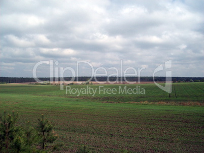 Field outside the city, agriculture plants