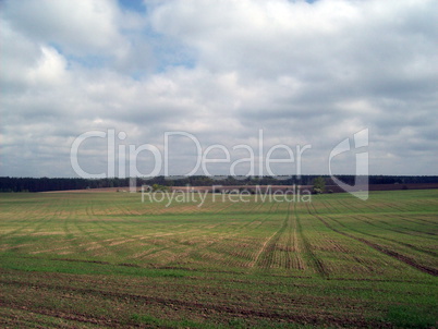 Field outside the city, agriculture plants