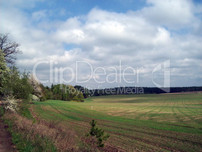 Field outside the city, agriculture plants