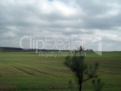 Field outside the city, agriculture plants