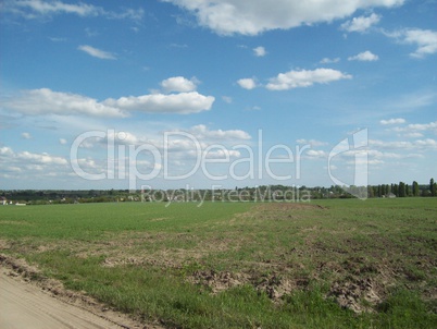 Field outside the city, agriculture plants