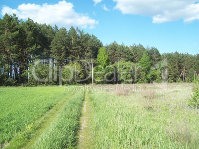 Field outside the city, agriculture plants