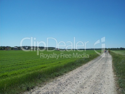 Field outside the city, agriculture plants