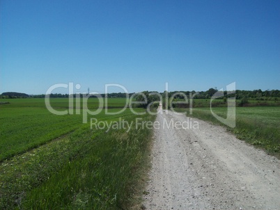 Field outside the city, agriculture plants