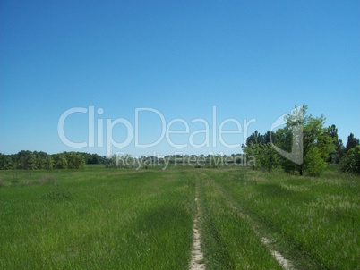 Field outside the city, agriculture plants