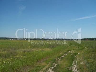 Field outside the city, agriculture plants