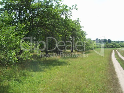 Field outside the city, agriculture plants