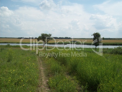 Field outside the city, agriculture plants