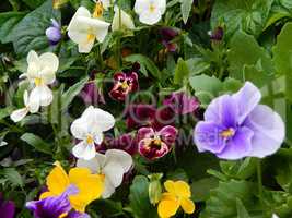 Agriculture planting plants and garden flowers