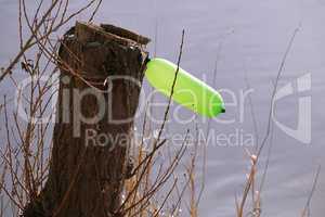 old tree trunk with new life