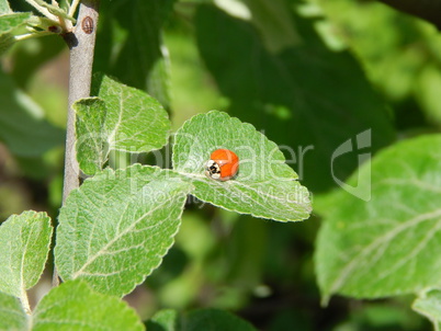 Agriculture planting plants and garden flowers