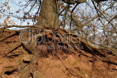 old tree with uninfluenced roots