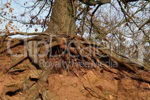 old tree with uninfluenced roots