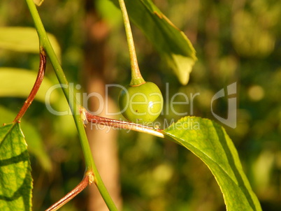 Agriculture planting plants and garden flowers