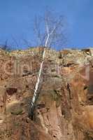 Birch at the porphyry mountain