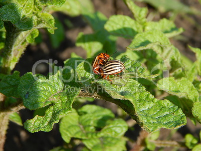 Agriculture planting plants and garden flowers