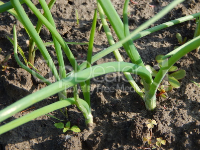 Agriculture planting plants and garden flowers