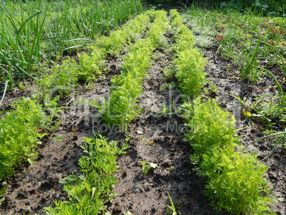 Agriculture planting plants and garden flowers