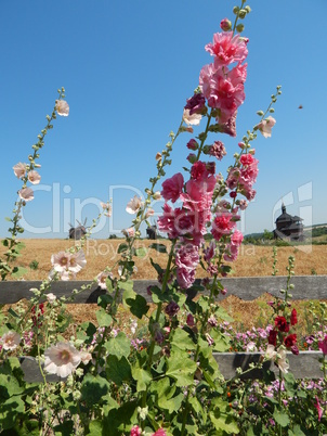 Agriculture planting plants and garden flowers