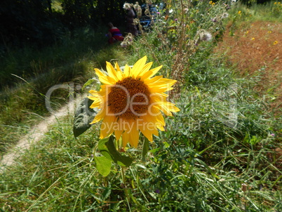 Agriculture planting plants and garden flowers