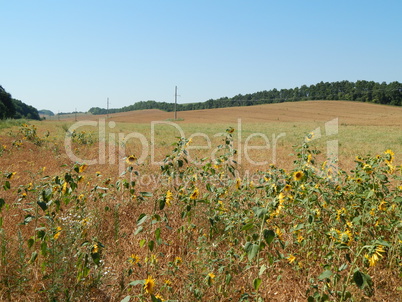 Agriculture planting plants and garden flowers