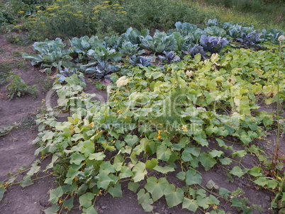 Agriculture planting plants and garden flowers