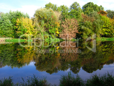 Baumspiegelung am Fluss