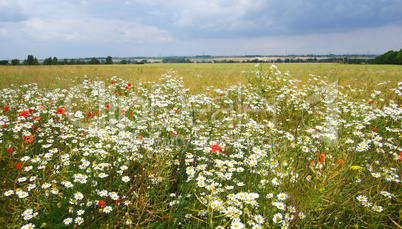 open field