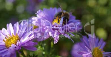 Bee on purple flower