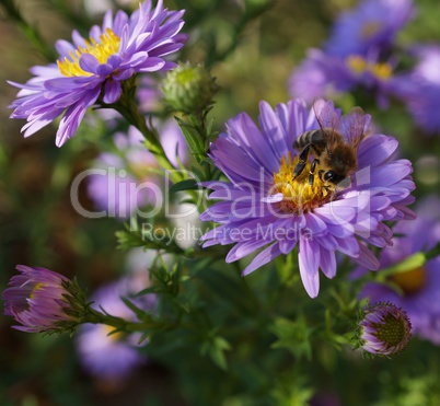 Bee on purple flower