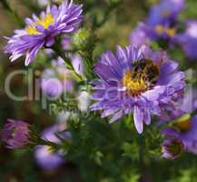 Bee on purple flower