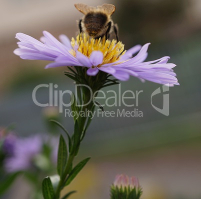 Bee on purple flower