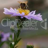 Bee on purple flower