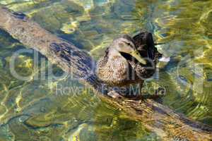 duck on the tree trunk