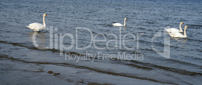 Swans on the Baltic sea