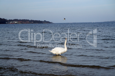 Swans on the Baltic sea