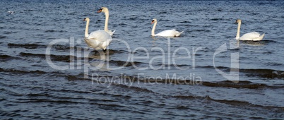 Swans on the Baltic sea