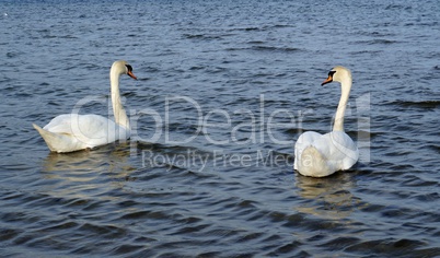 Swans on the Baltic sea