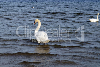 Swans on the Baltic sea